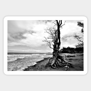 Arbre sur une plage en Noir & Blanc Sticker